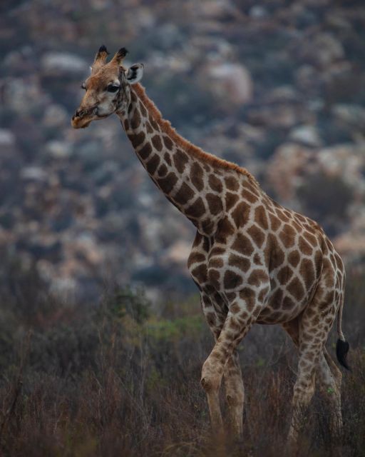 Early Morning Safari Big Five Experience Near Cape Town, SA - Last Words