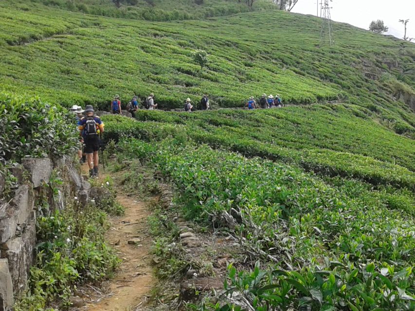 Ella: Trekking Through Sri Lankan Tea Plantation & Picnic - Directions