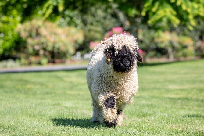 Farm Tour With the Cutest Sheep in the World in Cromwell 9384 - Additional Notes