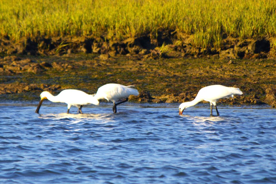 Faro: Pudim Real Boat Tours 6h Ria Formosa Boat Tour - Common questions