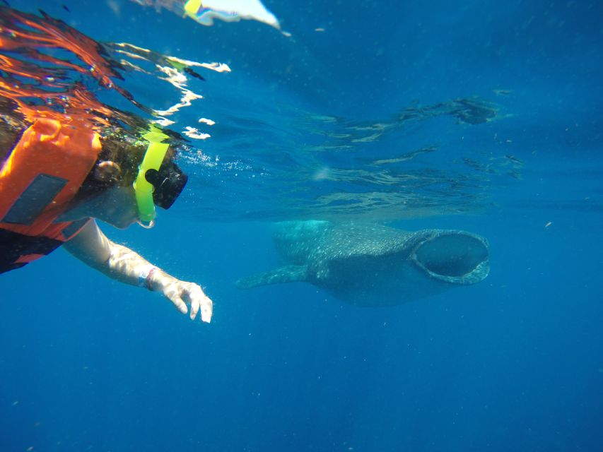 From Akumal: Whale Shark Tour - Last Words