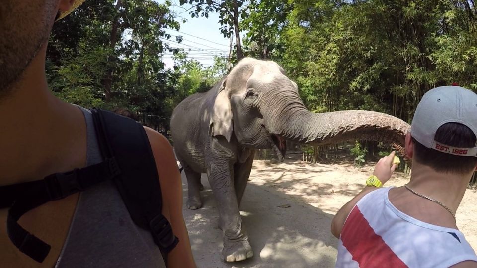 From Bangkok: Wildlife Rescue and Elephant Rescue Tour - Common questions