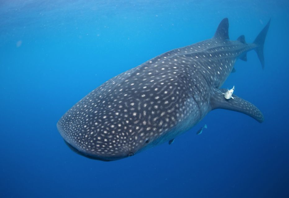 From Cabo: Snorkel With Whale Sharks in La Paz - Last Words