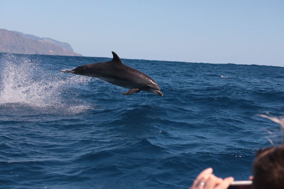 From Calheta: Whale and Dolphin Watching RIB Boat Tour - Last Words