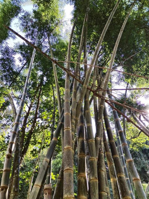 From Chiang Mai: Doi Saket Hiking Tour With Lunch - Lunch by the River