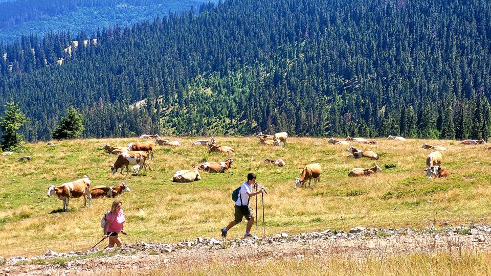 From Cluj-Napoca: Day Hike to Vlădeasa Peak - Common questions