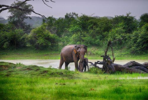 From Colombo: Yala National Park 4x4 Safari With Transfers - Common questions