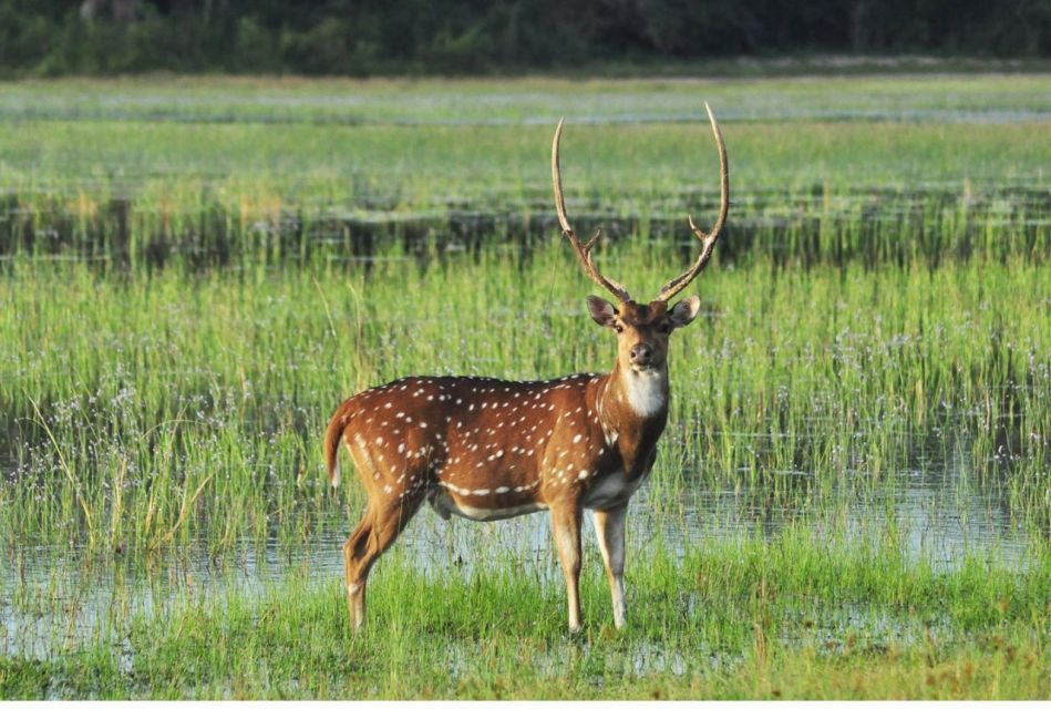 From Dambulla/ Sigiriya: Safari at Minneriya National Park - Common questions