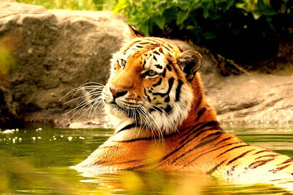 From Delhi: 4-Day Golden Triangle & Ranthambore Guided Tour - Engaging Activities Included