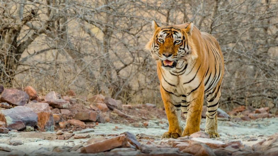 From Delhi: 4-Day Golden Triangle & Ranthambore Tiger Safari - Last Words