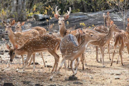 From Ella - Udawalawe National Park Private Safari - Last Words