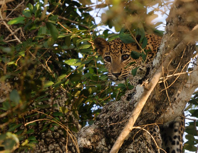 From Ella : Yala National Park Safari Tour - Birdwatching Opportunities