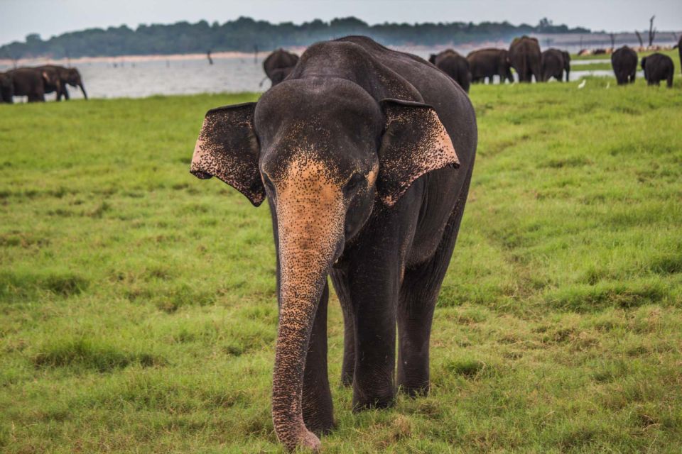 From Hikkaduwa: Udawalawe National Park Safari Tour - Last Words