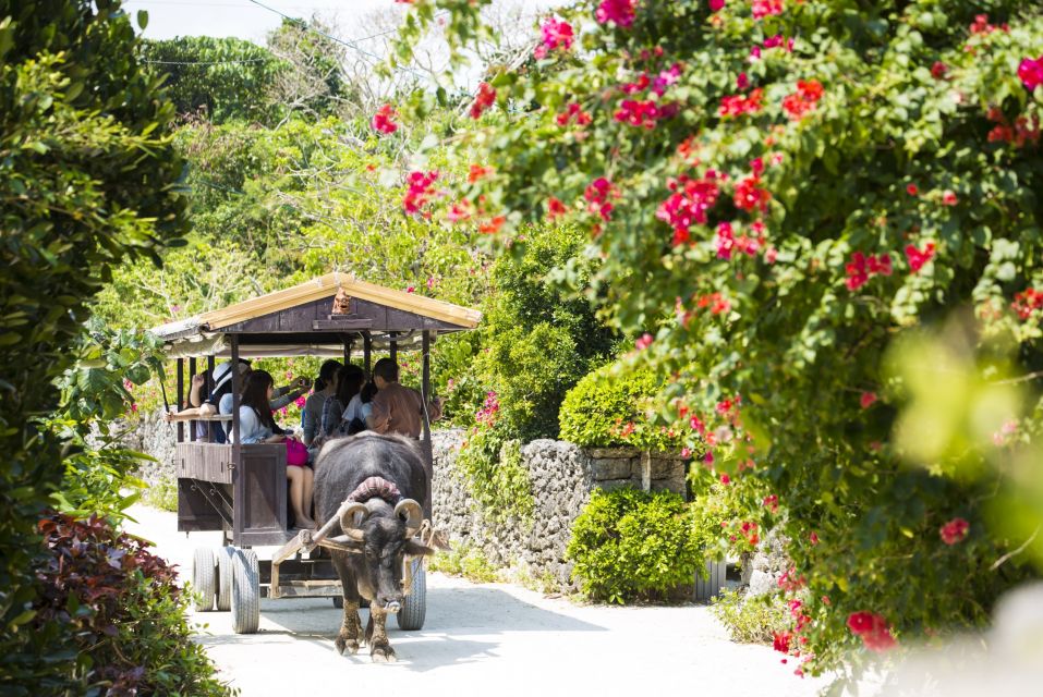 From Ishigaki: Hamajima and Taketomi Island Snorkel Trip - Last Words