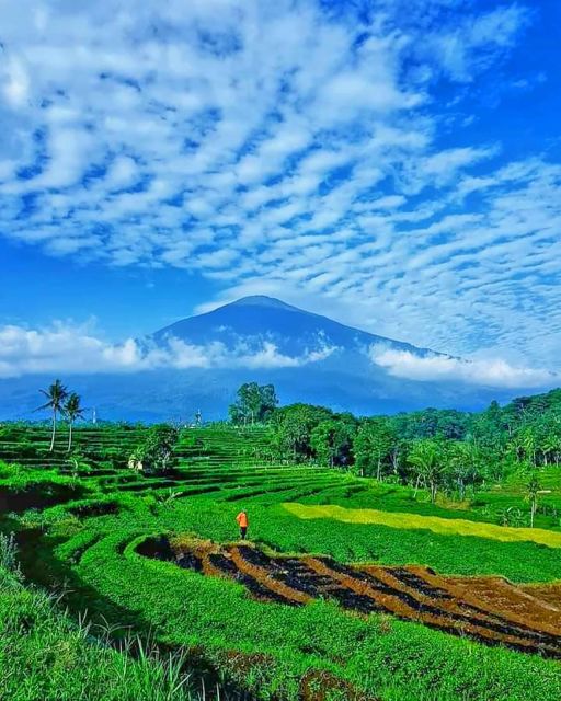 From Jakarta : Volcano, Tea & Rice Fields, Hot Spring - Common questions