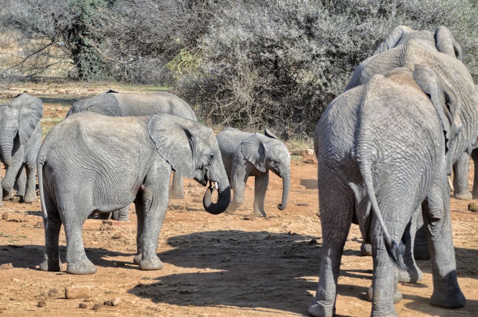 From Johannesburg: Pilanesberg Nature Reserve Game Safari - Last Words