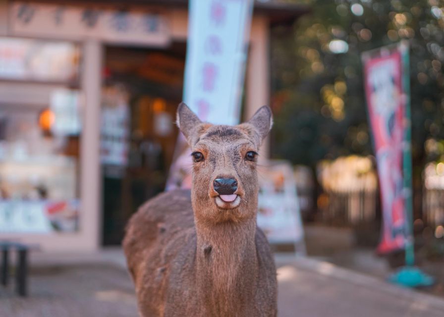 From Kyoto or Osaka: Private Walking Tour Through Nara - Last Words