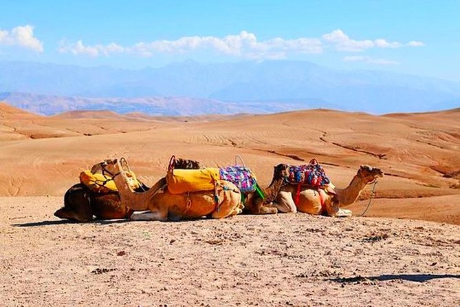 From Marrakech: Desert & Atlas Mountains Day Trip With Camel Ride - Target Audience and Suitability for Groups