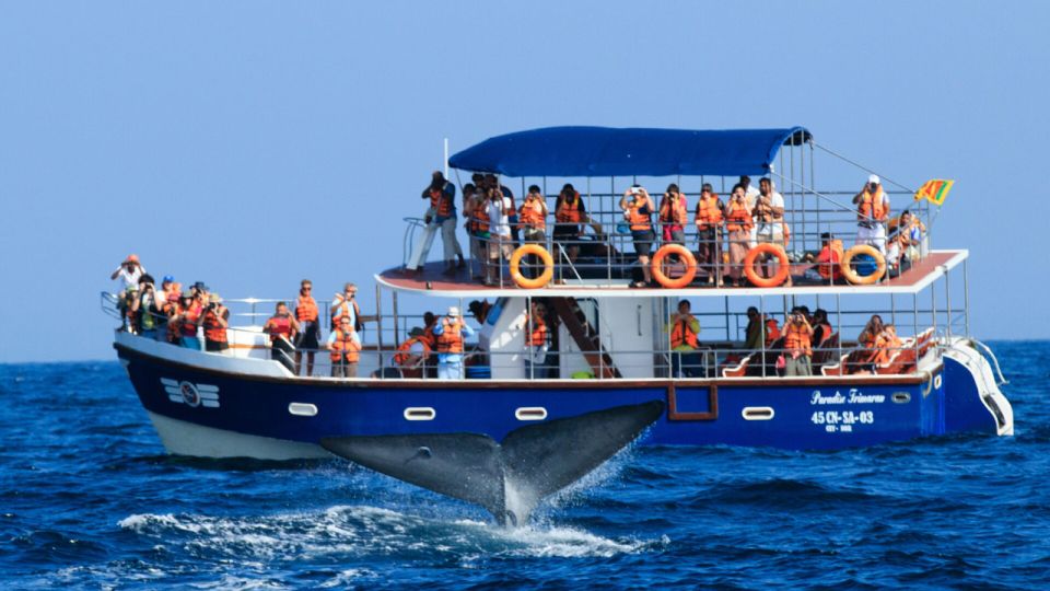 From Mirissa: Private Whale Watching Tour With Sunset - Tour Schedule