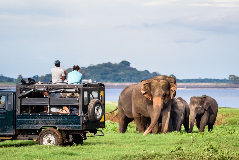 From Negombo: Minneriya National Park Safari Tour - Last Words