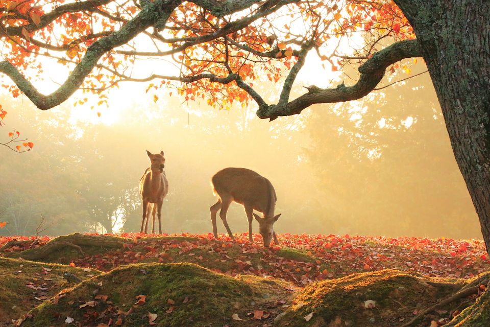 From Osaka/Kyoto: Kyoto & Nara Bus Tour W/ Kinkakuji Ticket - Additional Information and Cultural Experiences