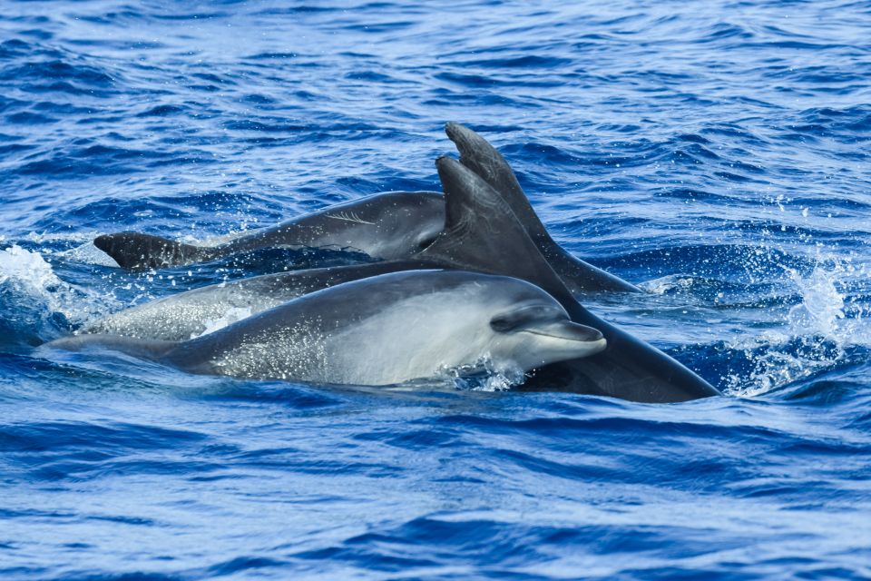 From Ponta Delgada: Whale and Dolphin Watching Trip - Whale and Dolphin Species