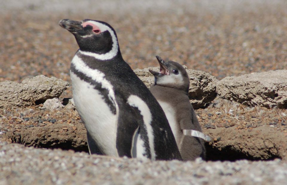 From Puerto Madryn: Penguin Tour & Península Valdés Day Trip - Common questions