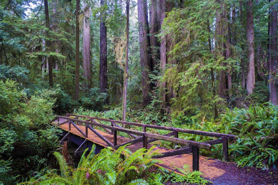 From San Francisco: Private Muir Woods and Napa Wine Tour - Consultation Services