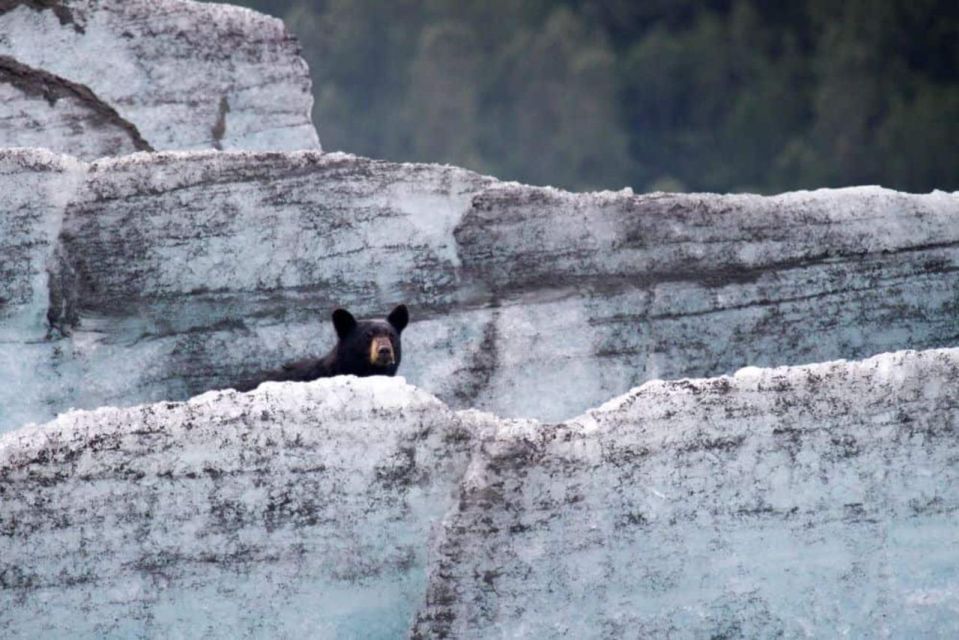 Girdwood: Bears, Trains, & Icebergs Tour - Summary
