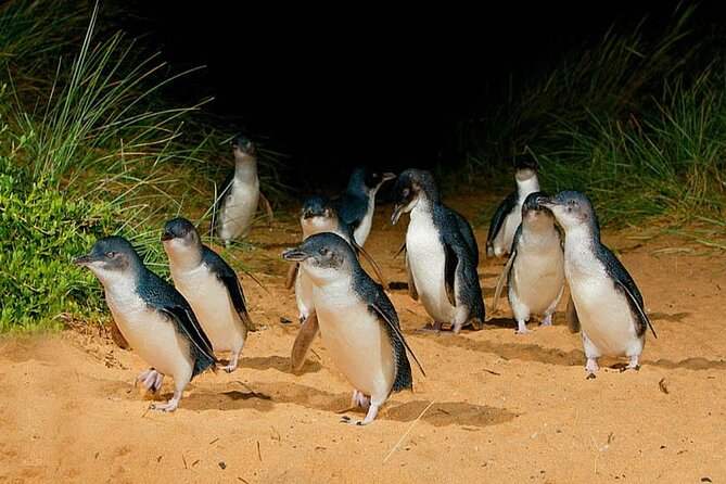 Golden Hour Penguins & Wine Tour With Pickups From Phillip Island - Last Words