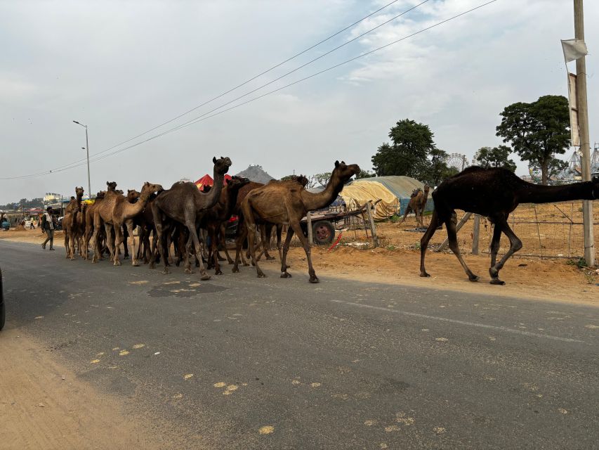 Golden Triangle Tour Pushkar & Jodhpur By Car 7 Nights 8 Day - Pushkar Exploration