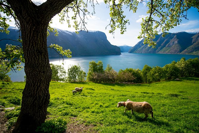 Guided Day Tour to Flåm - Grand Sognefjord Cruise & Flåm Railway - Last Words