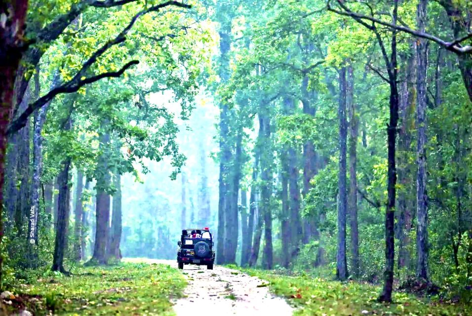 Gujarat: Gir National Park Guided Jeep Safari - Common questions