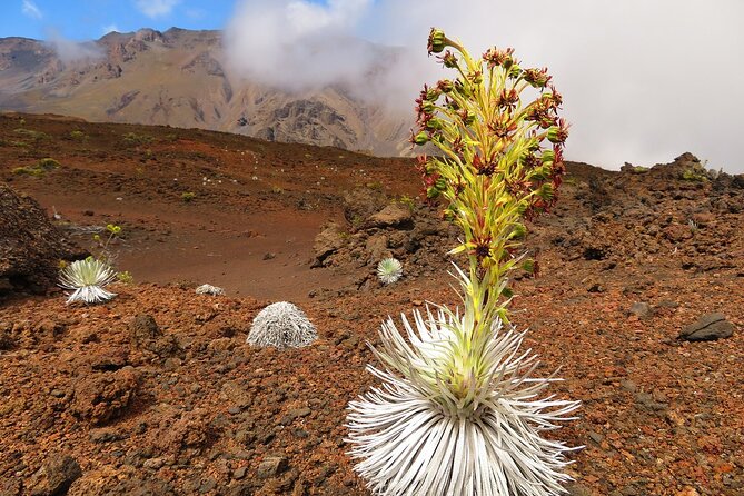 Haleakala Sunrise Best Self-Guided Bike Tour With Bike Maui - Recommendations and The Wrap Up