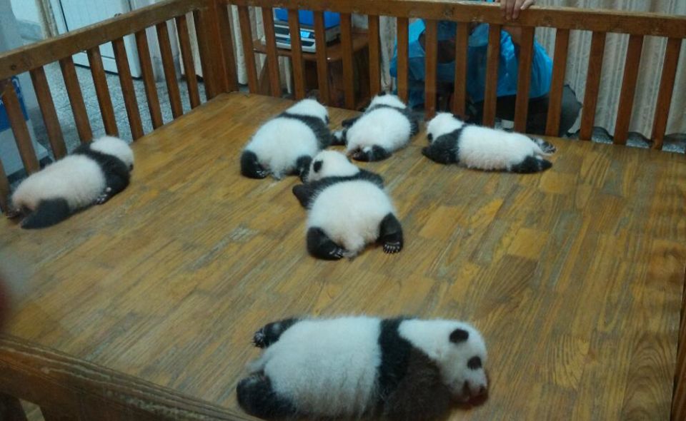 Half Day Amazing Chengdu Panda Base Trip - Common questions