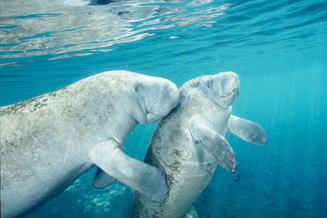 Homosassa Springs and Manatee Snorkeling Experience, Orlando - Last Words