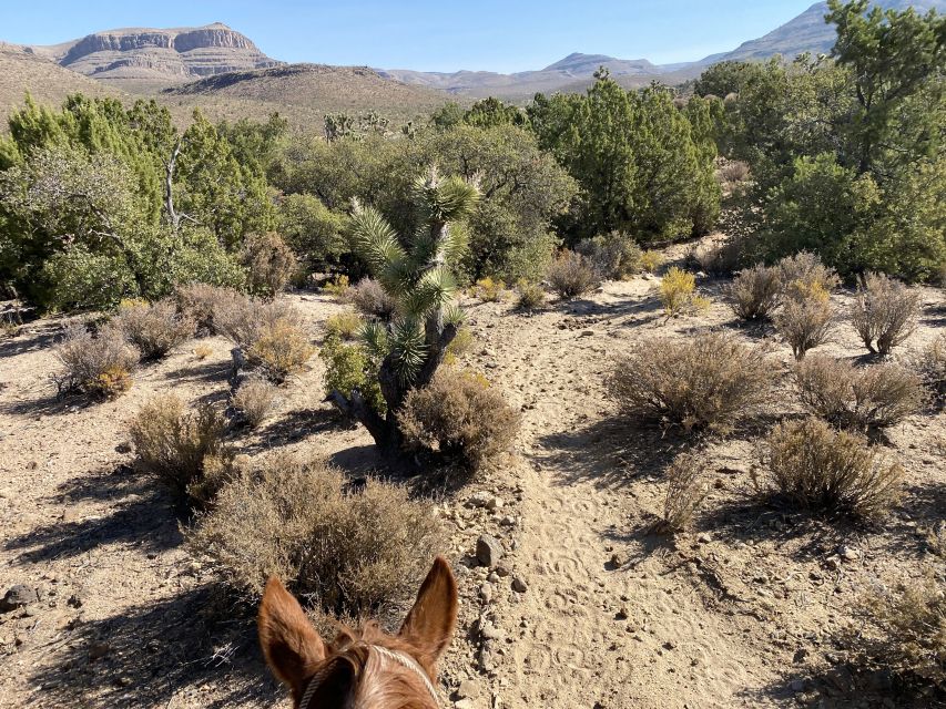 Horseback Ride Thru Joshua Tree Forest With Buffalo & Lunch - Common questions