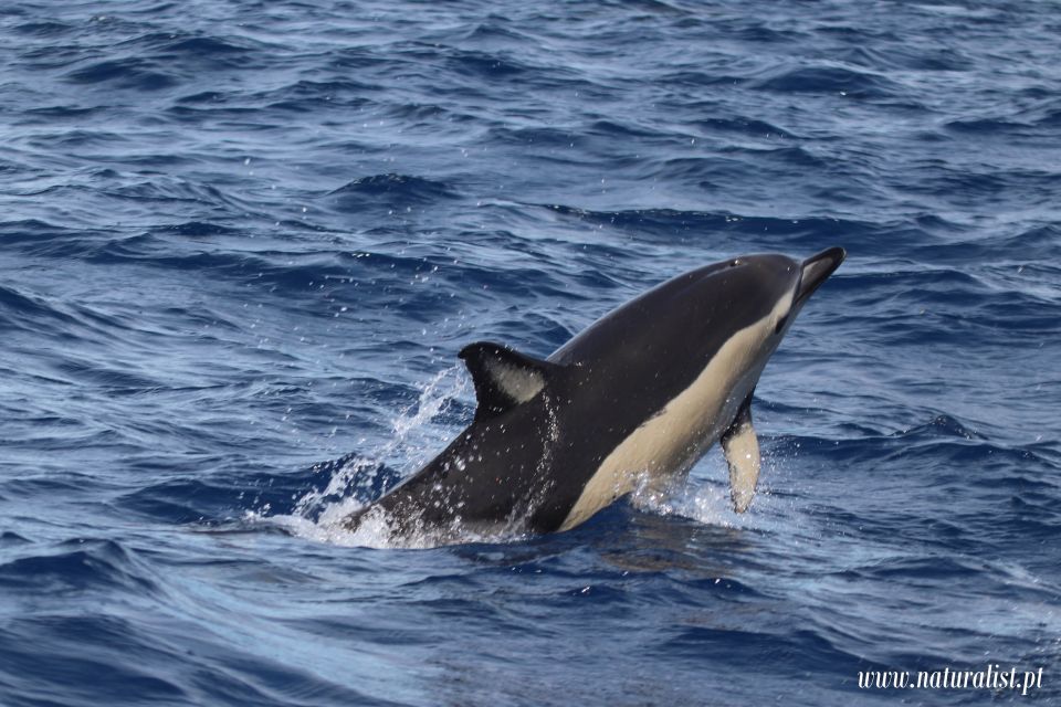 Horta: Whale and Dolphin Watching Expedition - Marine Life Spotted