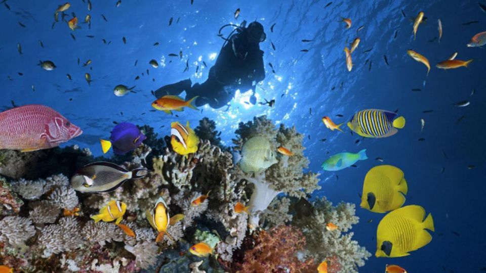 Hurghada: Intro Diving & Snorkeling Tour With Lunch & Drinks - Dive and Snorkel Highlights