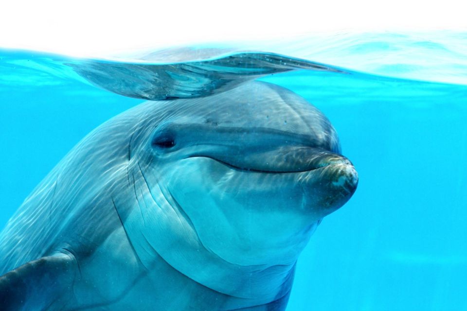 Hurghada: Orange Island & Dolphin Watching Snorkeling Trip - Highlights of the Trip