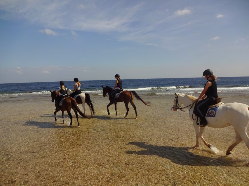 Hurghada: Sea & Desert Horse Tour, Stargazing, Dinner & Show - Customer Recommendations