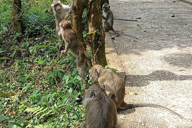 Jakarta Bogor Botanical Garden, Waterfall and Rice Terrace, Lunch - Common questions