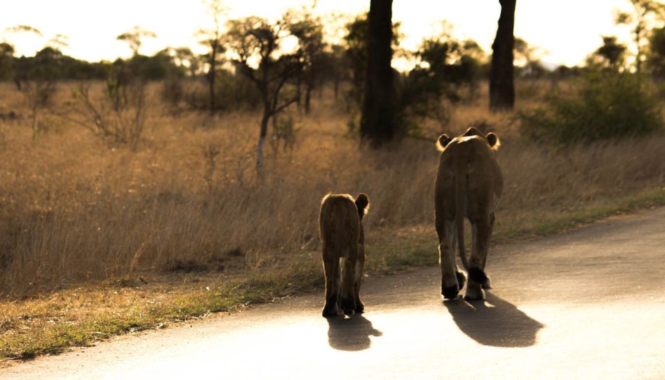 Johannesburg: 4-Day Classic Kruger National Park Safari - Booking Information