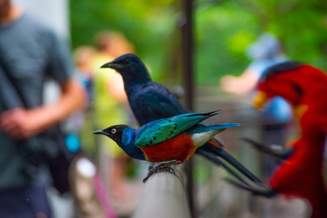 Jurong Bird Park Bird Photography - Common questions