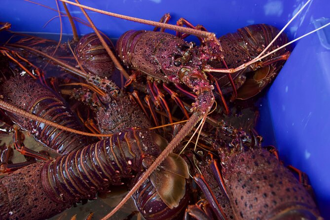 Kalbarri Rock Lobster Pot Pull Tour in Kalbarri - Common questions