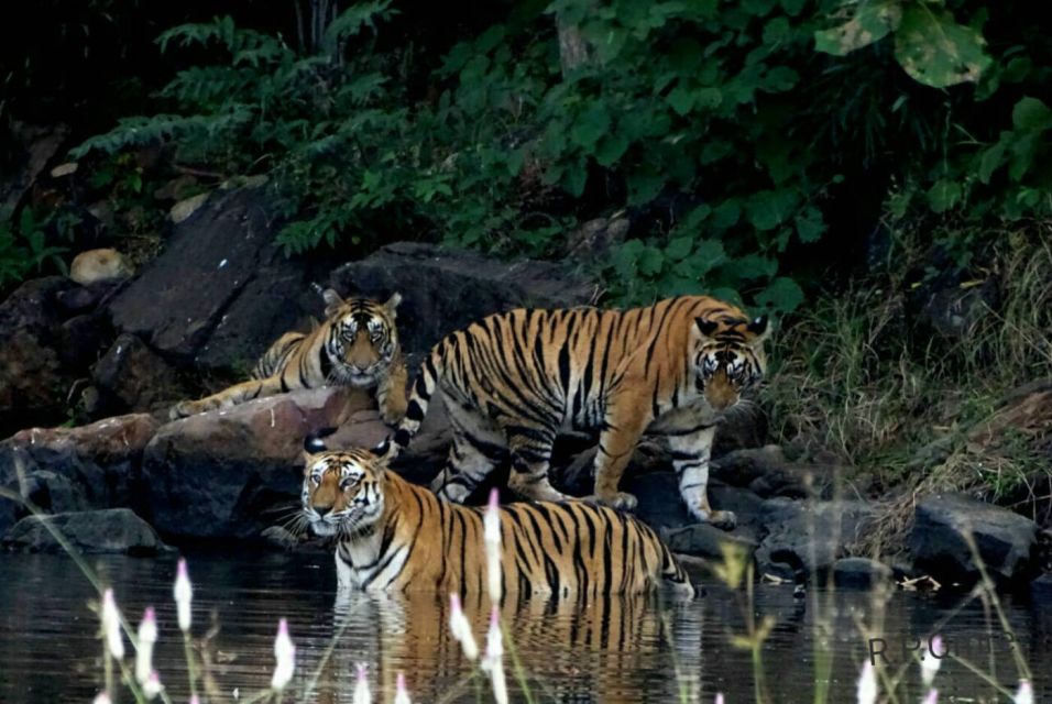 Kanha National Park: Open Jeep Tiger Safari in Kanha Kisli - Safety Regulations and Guidelines