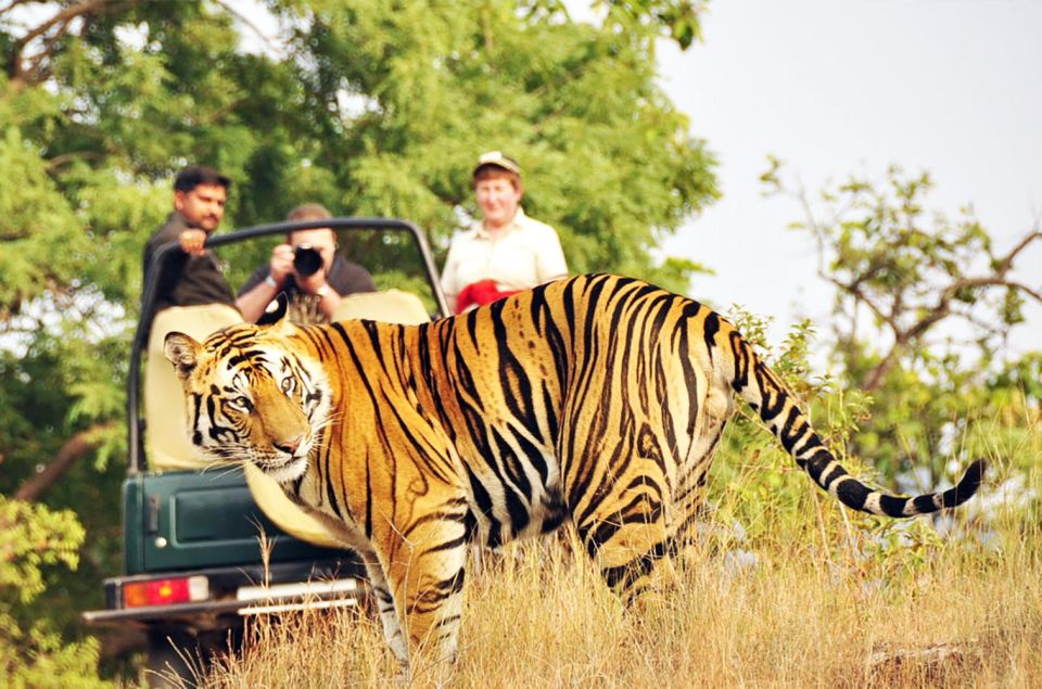 Kathmandu/Pokhara: 3-Days Chitwan Jungle Tour With Meals - Wildlife Observation and Experience