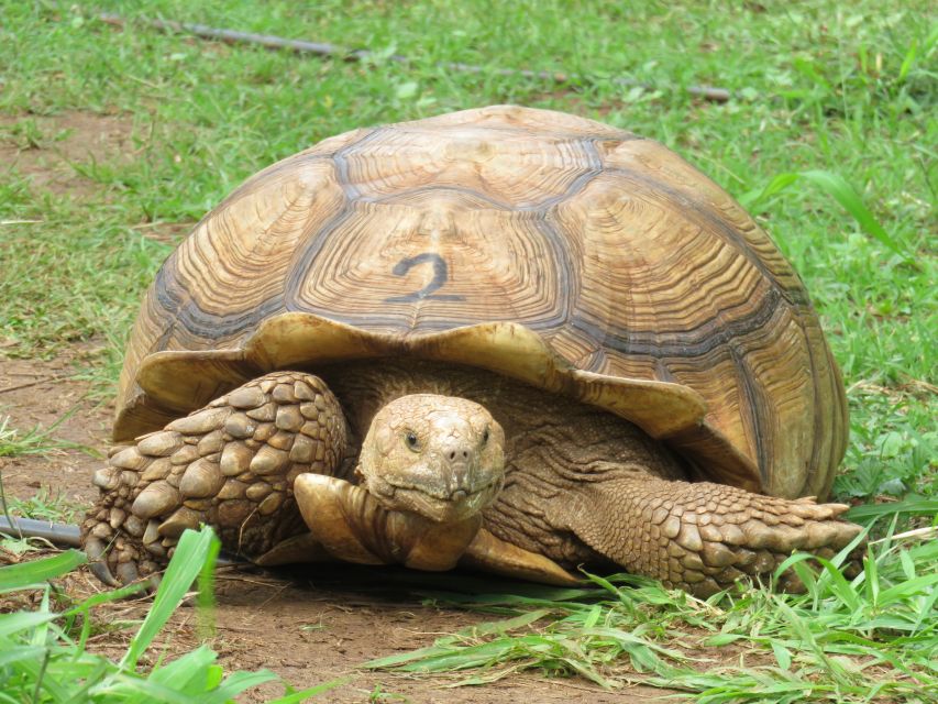 Kauai: Private Tortoises, Caves, and Cliffs South Shore Hike - Guides Rating and Service