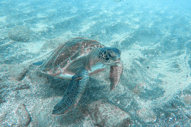 Kayaking Snorkeling With Turtles - Last Words