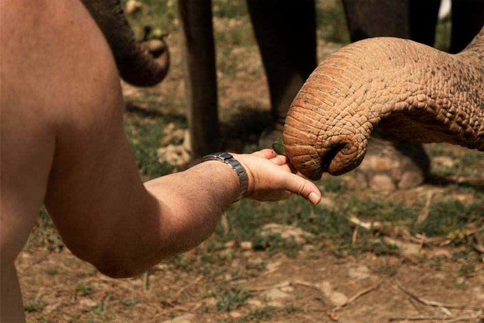 Khao Lak: Elephant Safari With Lunch - Last Words